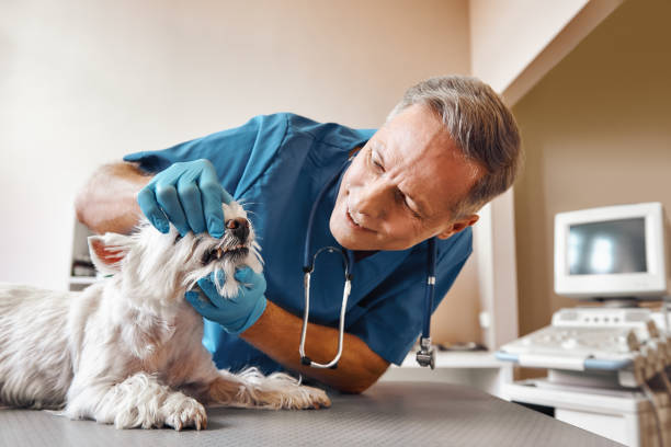 Best Walk-In Emergency Dental Services in Kaser, NY